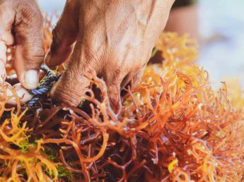 The Growing Importance of Carrageenanthe Food Industry, But Safety Must Remain a Top Priority